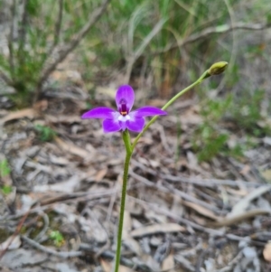 Glossodia major at Denman Prospect, ACT - 18 Sep 2020