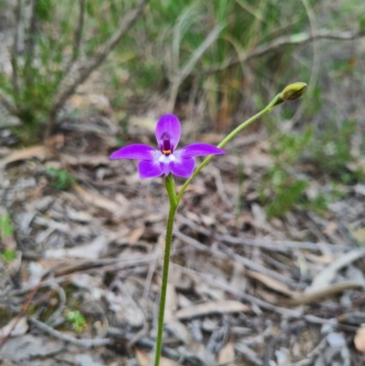 Glossodia major (Wax Lip Orchid) at Block 402 - 18 Sep 2020 by AaronClausen