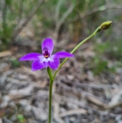 Glossodia major at Denman Prospect, ACT - 18 Sep 2020