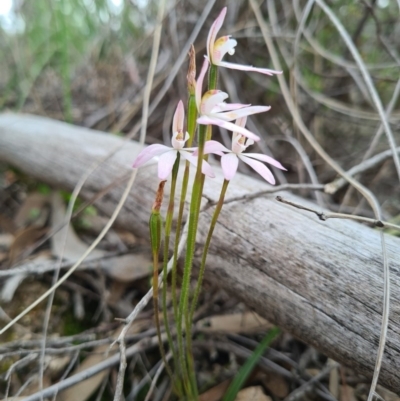Caladenia fuscata (Dusky Fingers) at Block 402 - 18 Sep 2020 by AaronClausen