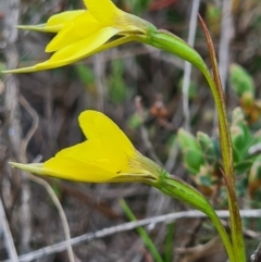 Diuris chryseopsis (Golden Moth) at Denman Prospect, ACT - 18 Sep 2020 by AaronClausen