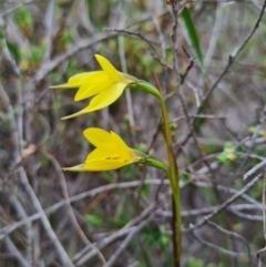 Diuris chryseopsis at Denman Prospect, ACT - 18 Sep 2020