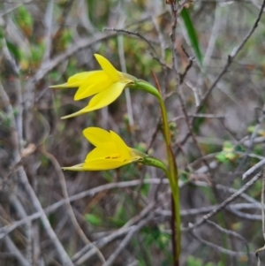 Diuris chryseopsis at Denman Prospect, ACT - 18 Sep 2020