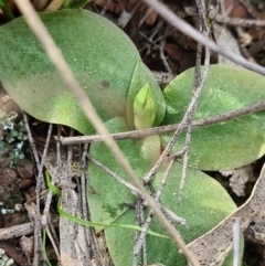 Hymenochilus sp. (A Greenhood Orchid) at Block 402 - 18 Sep 2020 by AaronClausen