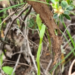 Hymenochilus sp. at Denman Prospect, ACT - suppressed