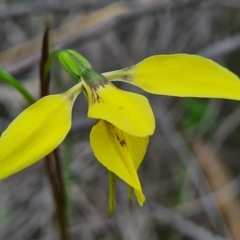 Diuris chryseopsis (Golden Moth) at Block 402 - 18 Sep 2020 by AaronClausen