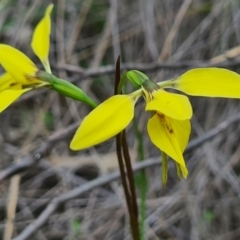 Diuris chryseopsis at Denman Prospect, ACT - 18 Sep 2020