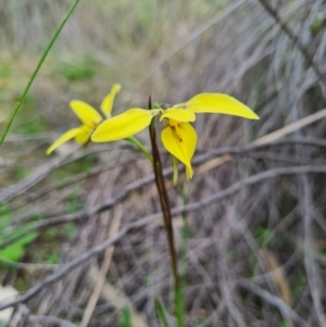 Diuris chryseopsis at Denman Prospect, ACT - 18 Sep 2020