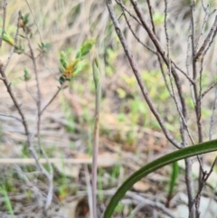 Thelymitra (Genus) (Sun Orchid) at Denman Prospect, ACT - 18 Sep 2020 by AaronClausen