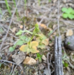 Hymenochilus sp. (A Greenhood Orchid) at Block 402 - 18 Sep 2020 by AaronClausen