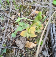 Hymenochilus sp. at Denman Prospect, ACT - suppressed