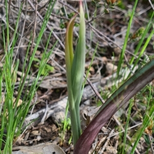 Calochilus sp. at Denman Prospect, ACT - 18 Sep 2020