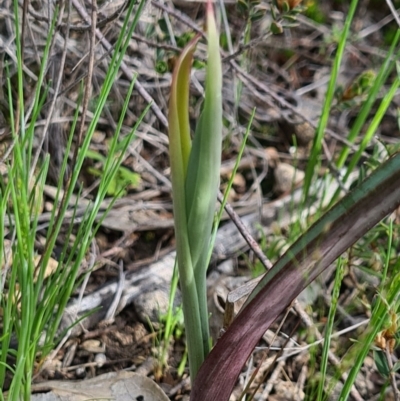 Calochilus sp. (A Beard Orchid) at Denman Prospect, ACT - 18 Sep 2020 by AaronClausen