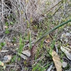 Calochilus sp. at Denman Prospect, ACT - 18 Sep 2020