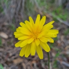 Microseris walteri (Yam Daisy, Murnong) at Block 402 - 18 Sep 2020 by AaronClausen