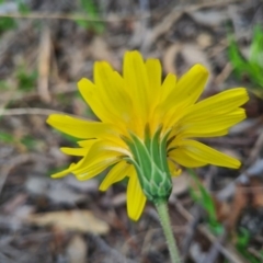 Microseris walteri at Bluetts Block (402, 403, 12, 11) - 18 Sep 2020