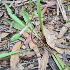 Microseris walteri at Bluetts Block (402, 403, 12, 11) - 18 Sep 2020