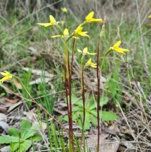 Diuris chryseopsis at Denman Prospect, ACT - 18 Sep 2020