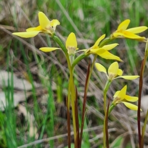 Diuris chryseopsis at Denman Prospect, ACT - suppressed