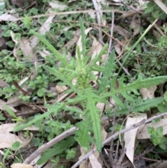 Senecio hispidulus (Hill Fireweed) at Black Range, NSW - 19 Sep 2020 by StephH