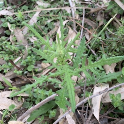 Senecio hispidulus (Hill Fireweed) at Black Range, NSW - 19 Sep 2020 by StephH