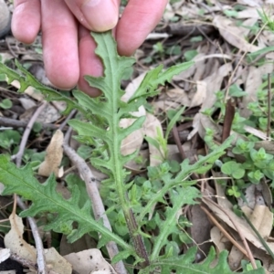 Senecio hispidulus at Black Range, NSW - 19 Sep 2020