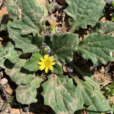 Cymbonotus lawsonianus (Annual Bear's-ears) at Black Range, NSW - 19 Sep 2020 by StephH