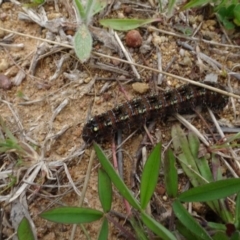 Apina callisto (Pasture Day Moth) at Molonglo Valley, ACT - 19 Sep 2020 by AndyRussell