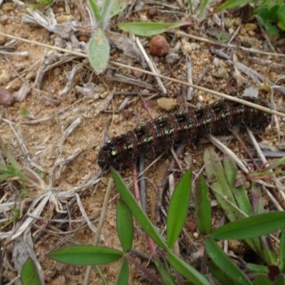 Apina callisto (Pasture Day Moth) at National Arboretum Forests - 19 Sep 2020 by AndyRussell