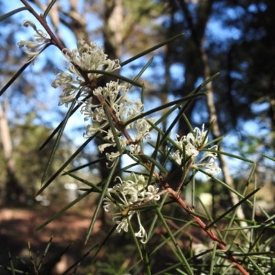 Hakea sericea (Needlebush) at Wingecarribee Local Government Area - 14 Sep 2020 by GlossyGal