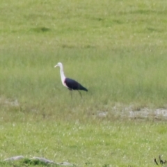 Ardea pacifica (White-necked Heron) at Murrumbateman, NSW - 17 Sep 2020 by davobj