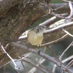 Acanthiza chrysorrhoa (Yellow-rumped Thornbill) at Murrumbateman, NSW - 17 Sep 2020 by davobj