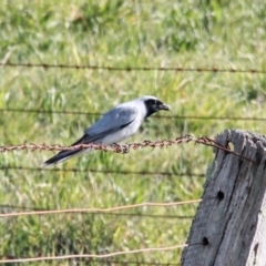 Coracina novaehollandiae (Black-faced Cuckooshrike) at Murrumbateman, NSW - 17 Sep 2020 by davobj