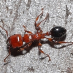 Podomyrma gratiosa (Muscleman tree ant) at Downer, ACT - 18 Sep 2020 by TimL