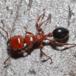 Podomyrma gratiosa at Downer, ACT - suppressed