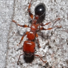 Podomyrma gratiosa at Downer, ACT - suppressed