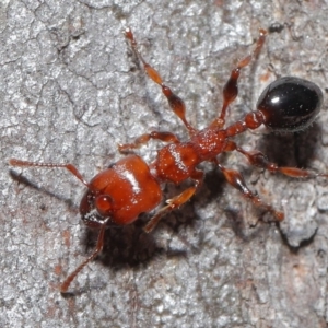 Podomyrma gratiosa at Downer, ACT - suppressed