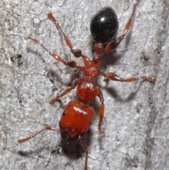 Podomyrma gratiosa at Downer, ACT - suppressed