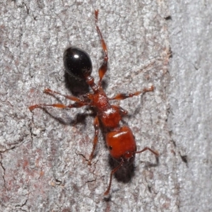 Podomyrma gratiosa at Downer, ACT - suppressed