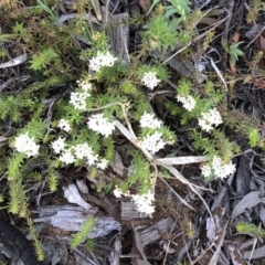 Asperula conferta (Common Woodruff) at Hughes Garran Woodland - 17 Sep 2020 by ruthkerruish