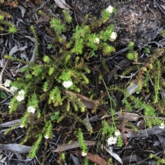 Asperula conferta at Hughes, ACT - 17 Sep 2020