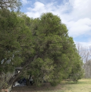 Melaleuca armillaris at Yarralumla, ACT - 19 Sep 2020