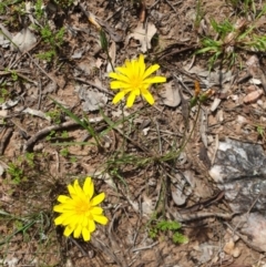 Microseris walteri (Yam Daisy, Murnong) at Wodonga, VIC - 18 Sep 2020 by ClaireSee