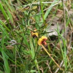 Daviesia genistifolia (Broom Bitter Pea) at Wodonga - 18 Sep 2020 by ClaireSee