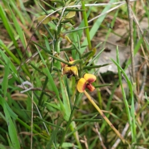 Daviesia genistifolia at Wodonga, VIC - 19 Sep 2020