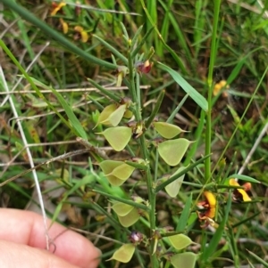 Daviesia genistifolia at Wodonga, VIC - 19 Sep 2020 01:27 AM