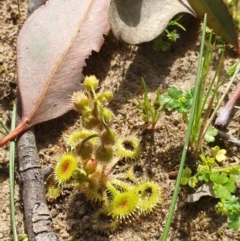 Drosera glanduligera (Common Scarlet Sundew, Pimpernel Sundew) at Wodonga, VIC - 18 Sep 2020 by ClaireSee