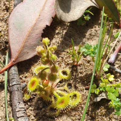 Drosera glanduligera (Common Scarlet Sundew, Pimpernel Sundew) at Jack Perry Reserve - 18 Sep 2020 by ClaireSee