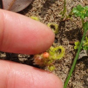 Drosera glanduligera at Wodonga - 19 Sep 2020 01:15 AM