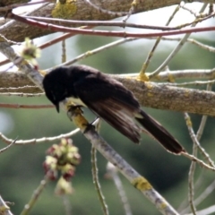 Rhipidura leucophrys (Willie Wagtail) at Murrumbateman, NSW - 17 Sep 2020 by davobj